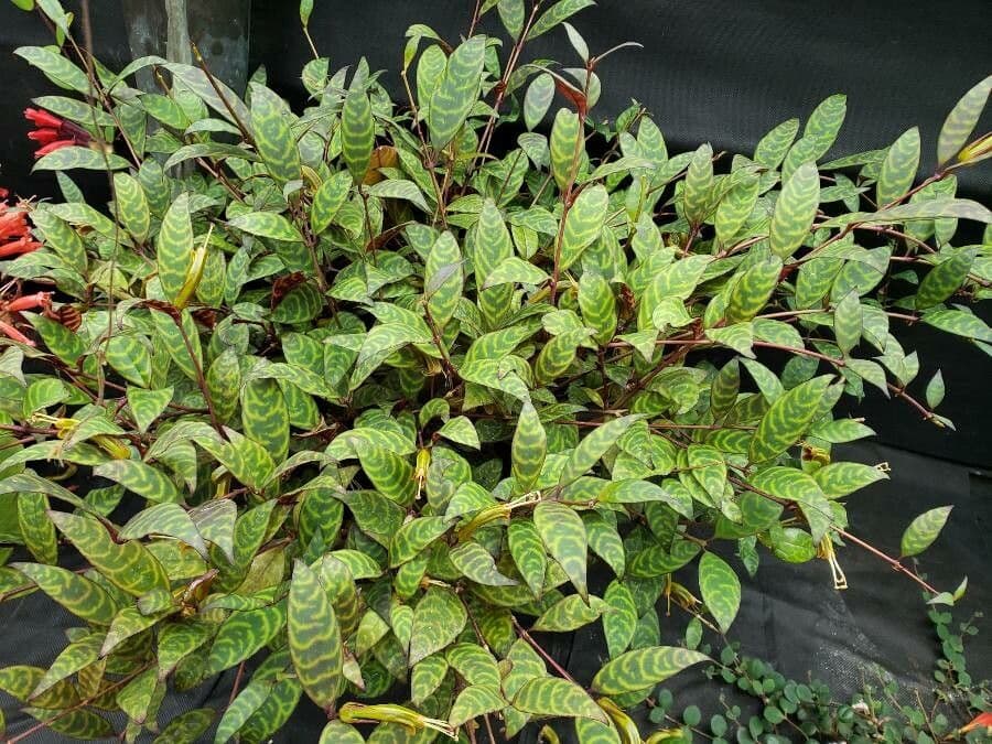 Aeschynanthus 3