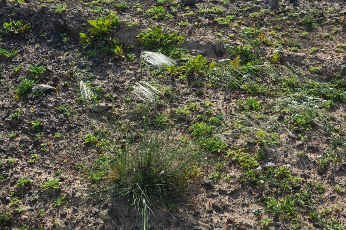 Stipagrostis 4