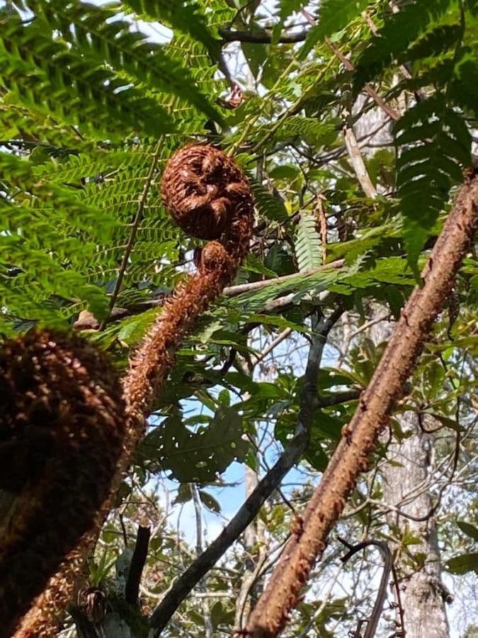 Alsophila 17