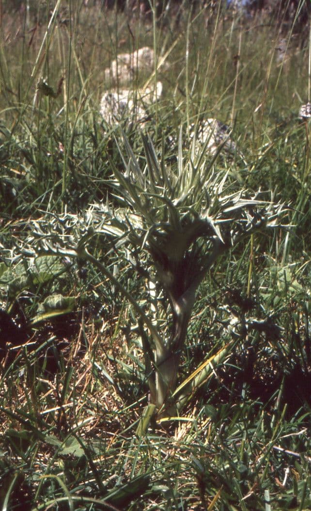Panicaut blanc 14