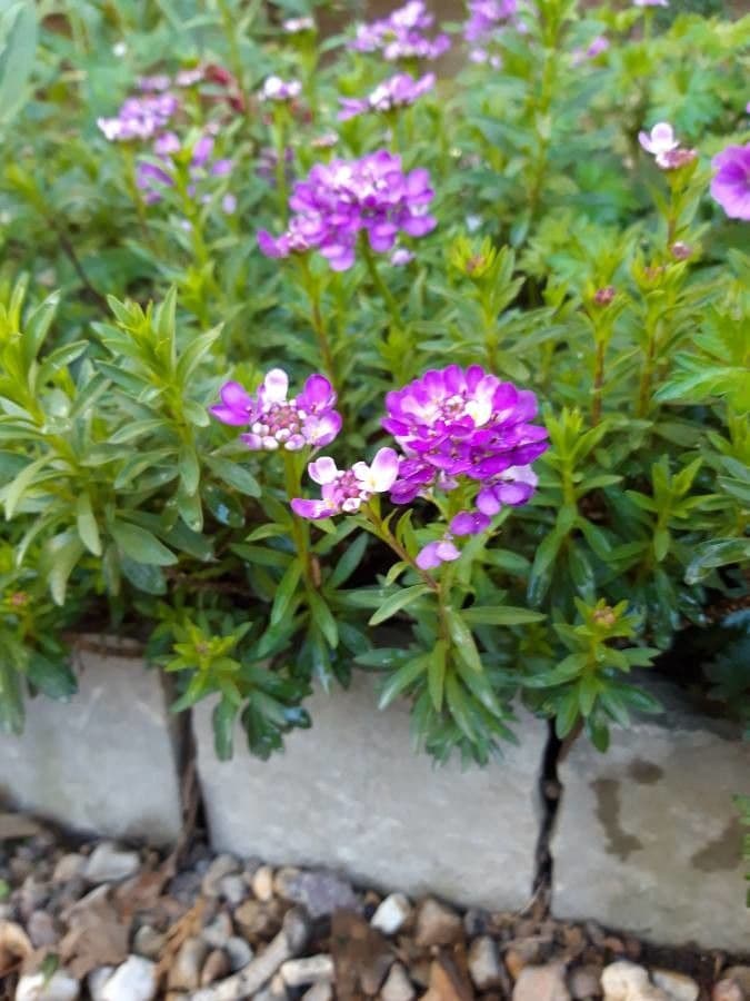 Iberka okolíkatá 11