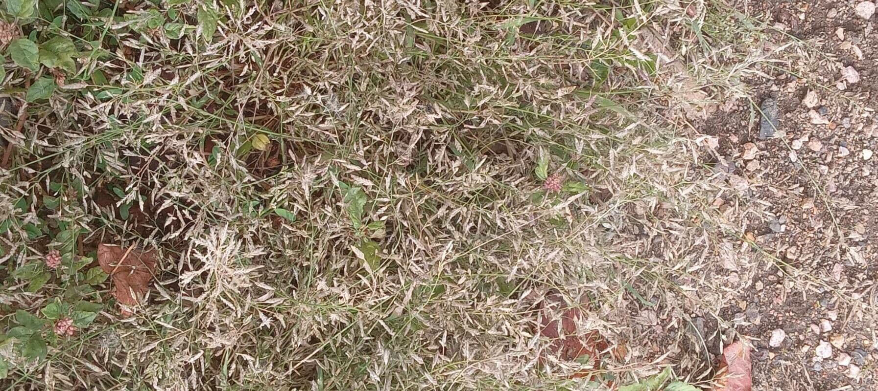 Fienarola minore 14