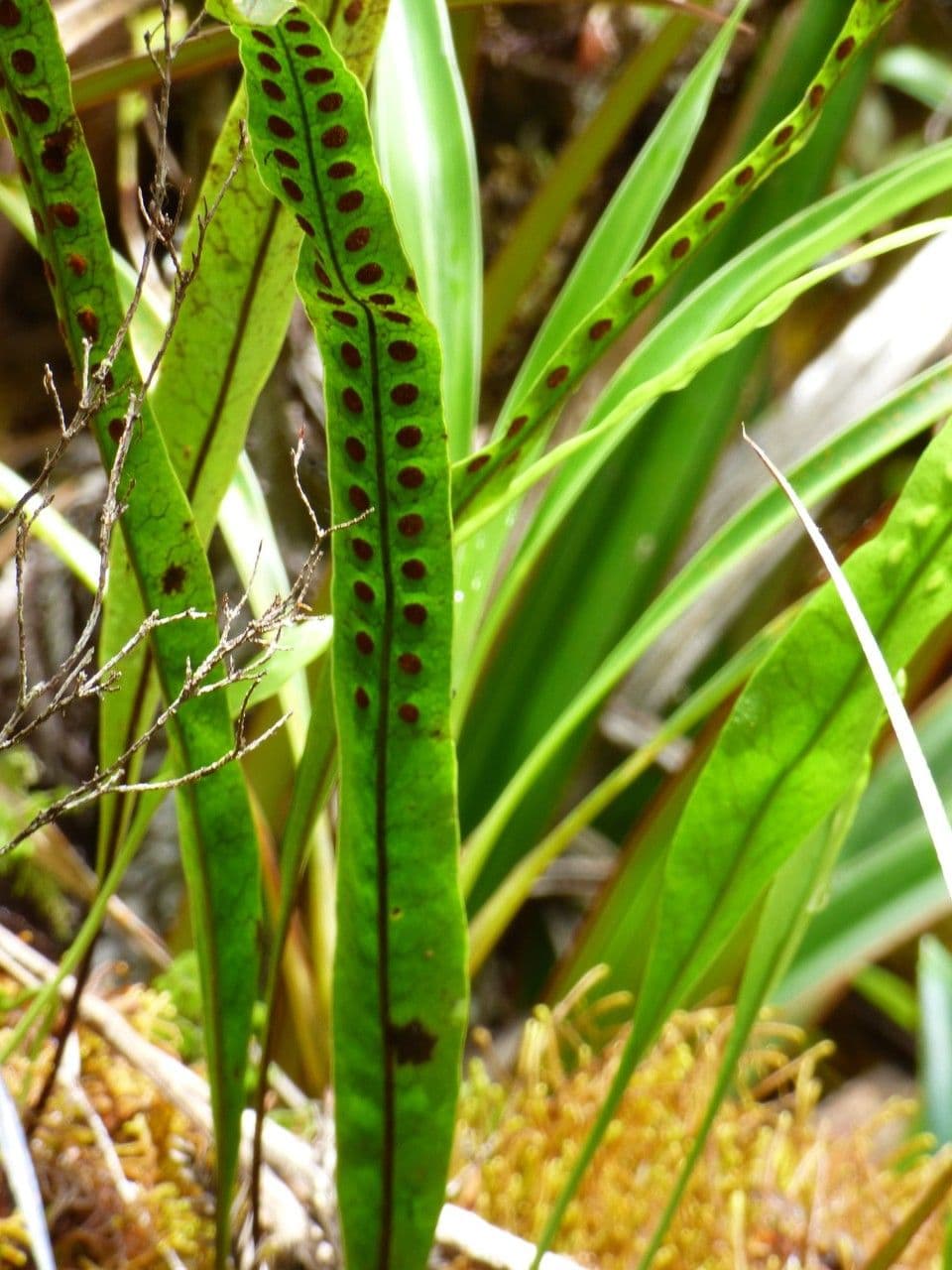 Lepisorus 16