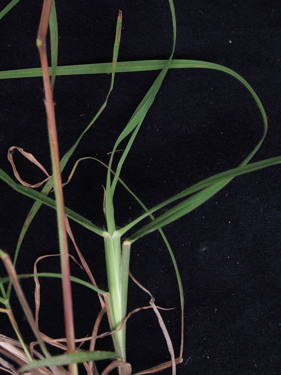 Themeda 4