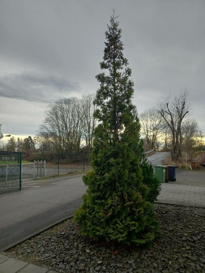 Northern white-cedar 13