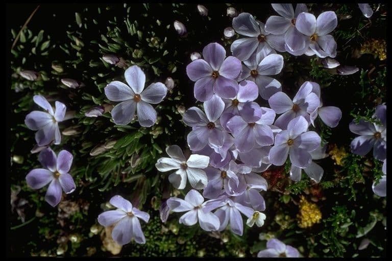 Phlox 3