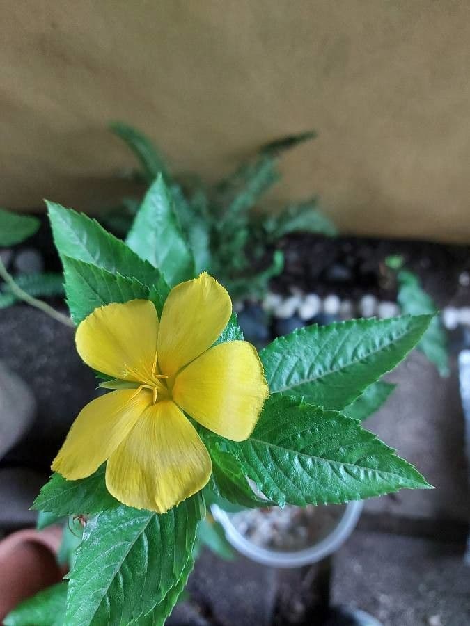 Turnera diffusa 3