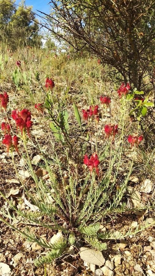 Linaria 9
