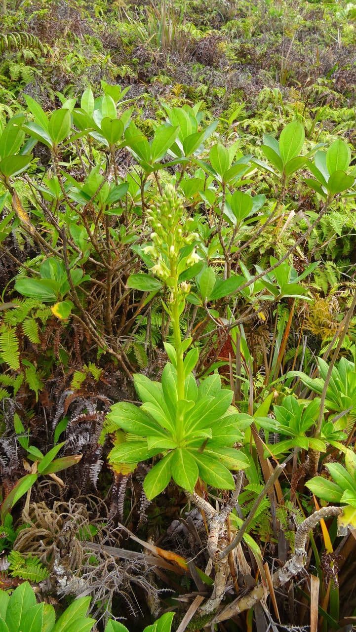 Lobelia 5