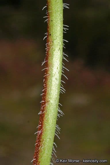 Erodio 25