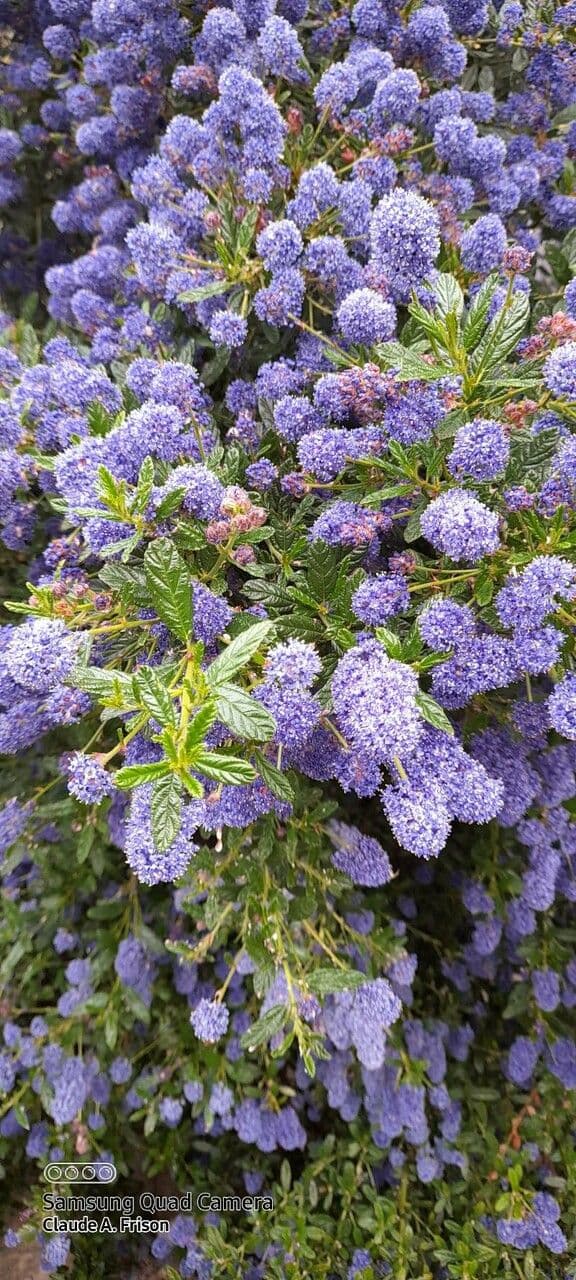 Ceanothus thyrsiflorus 18