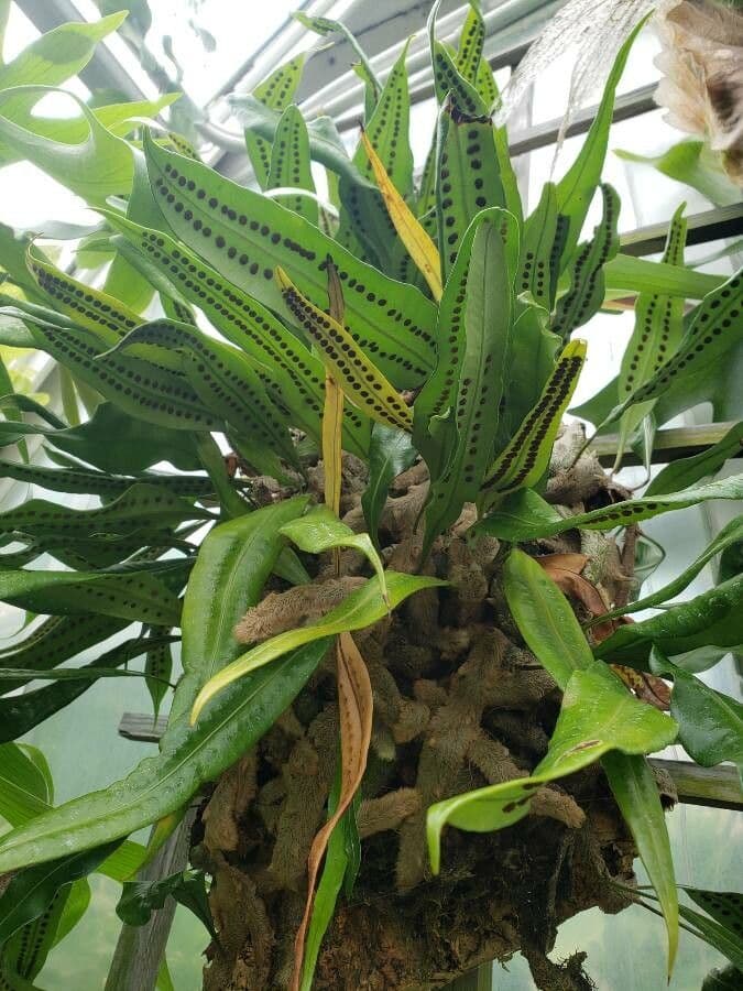 Elaphoglossum