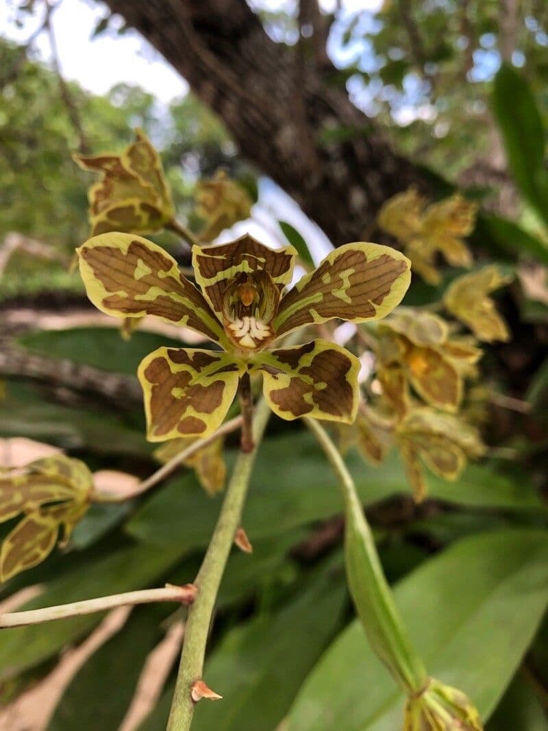 Orchidea Tigre 4