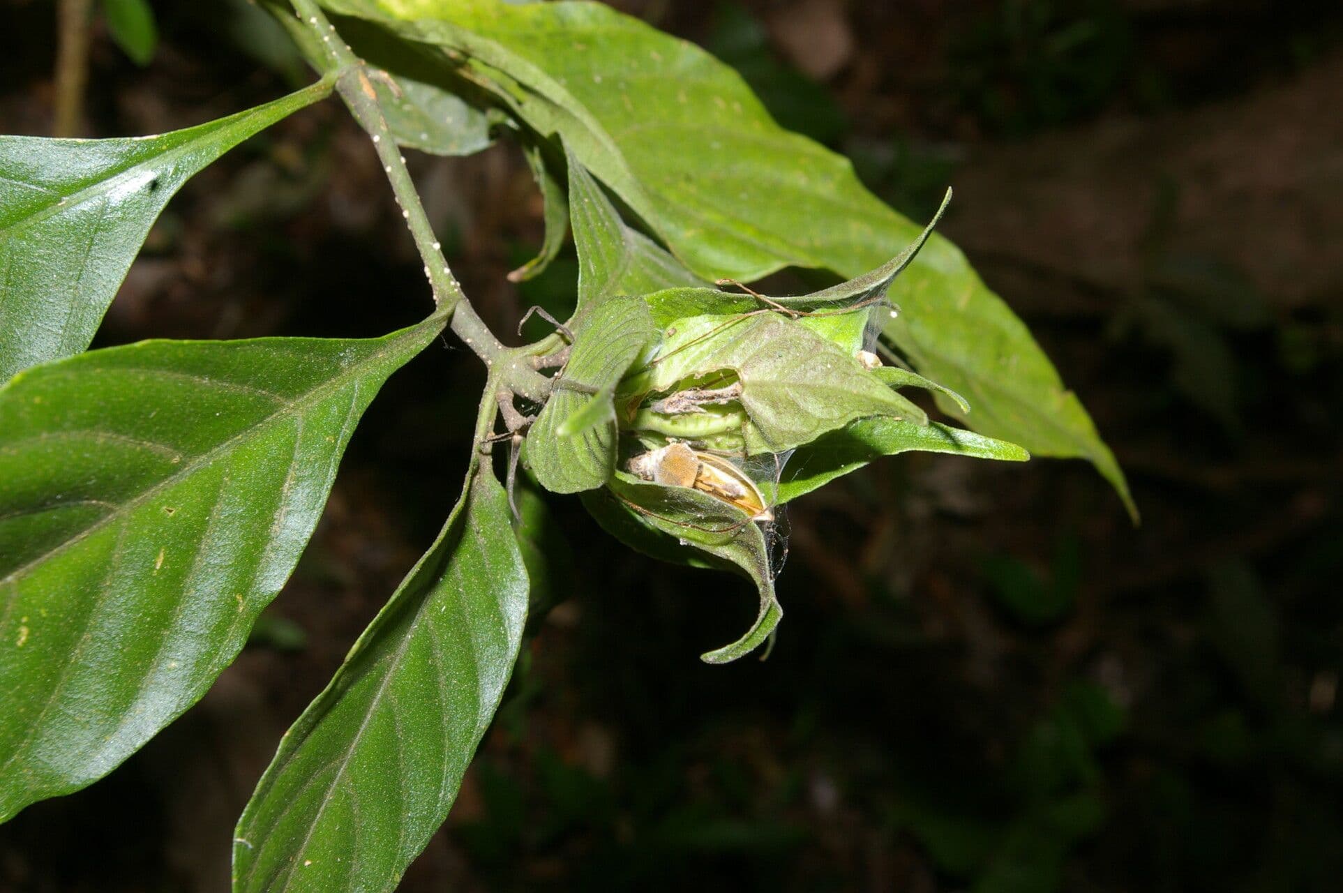 Ruellia