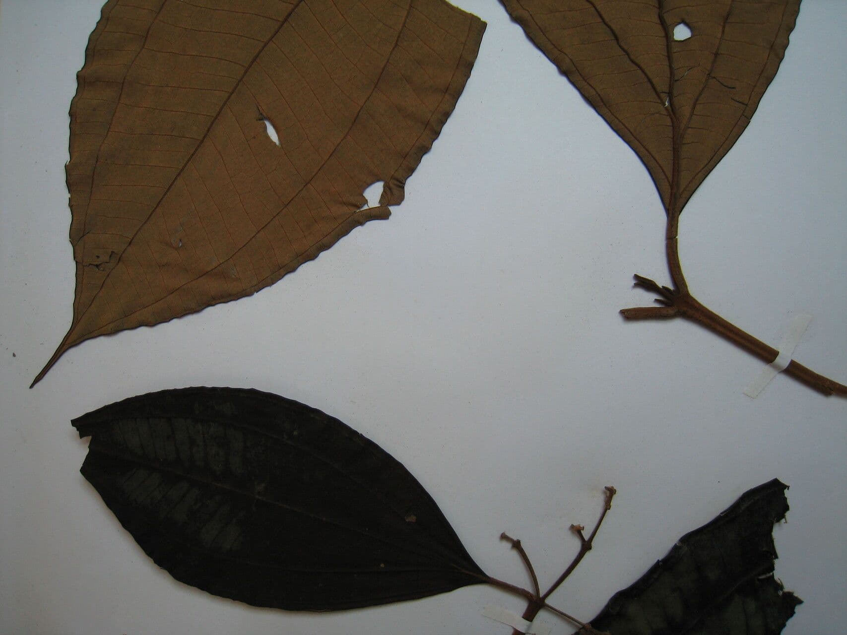 Miconia di Francavilla