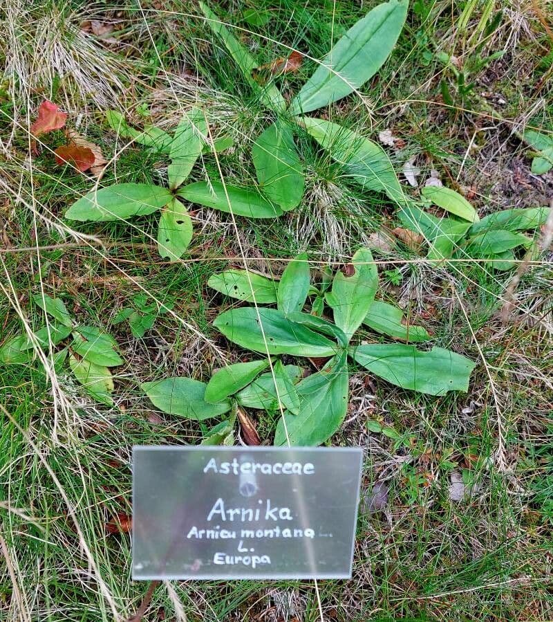 Árnica 33