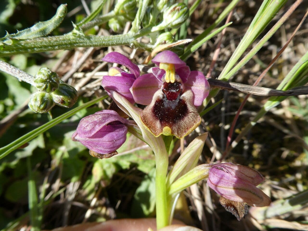 Ophrys tenthredinifera 20