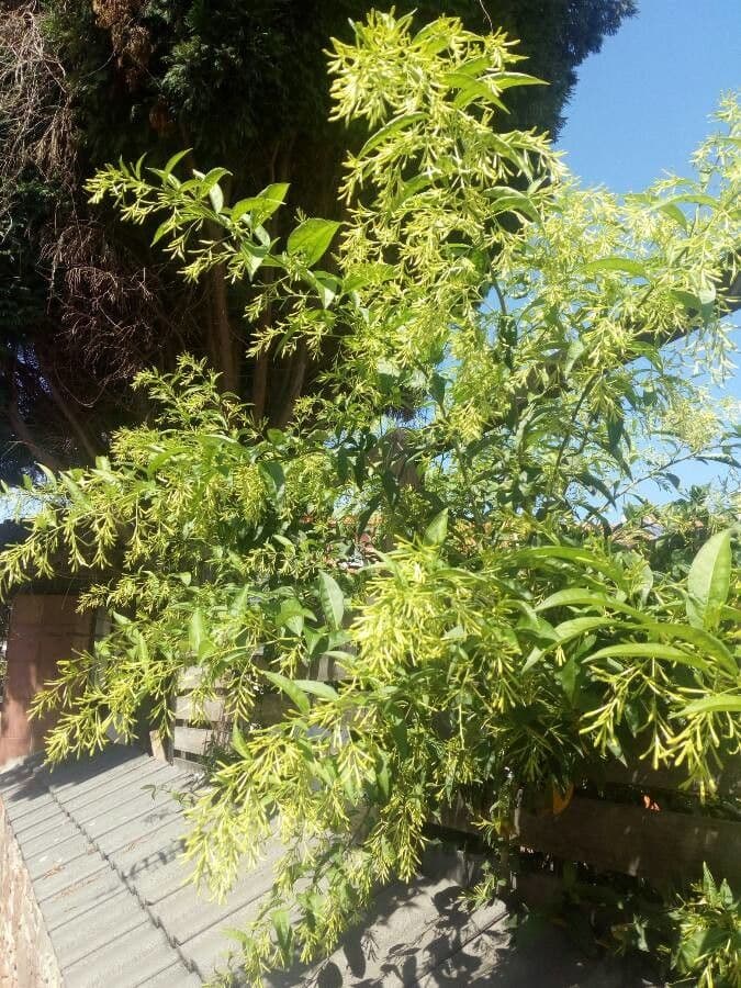 Cestrum nocturno 13