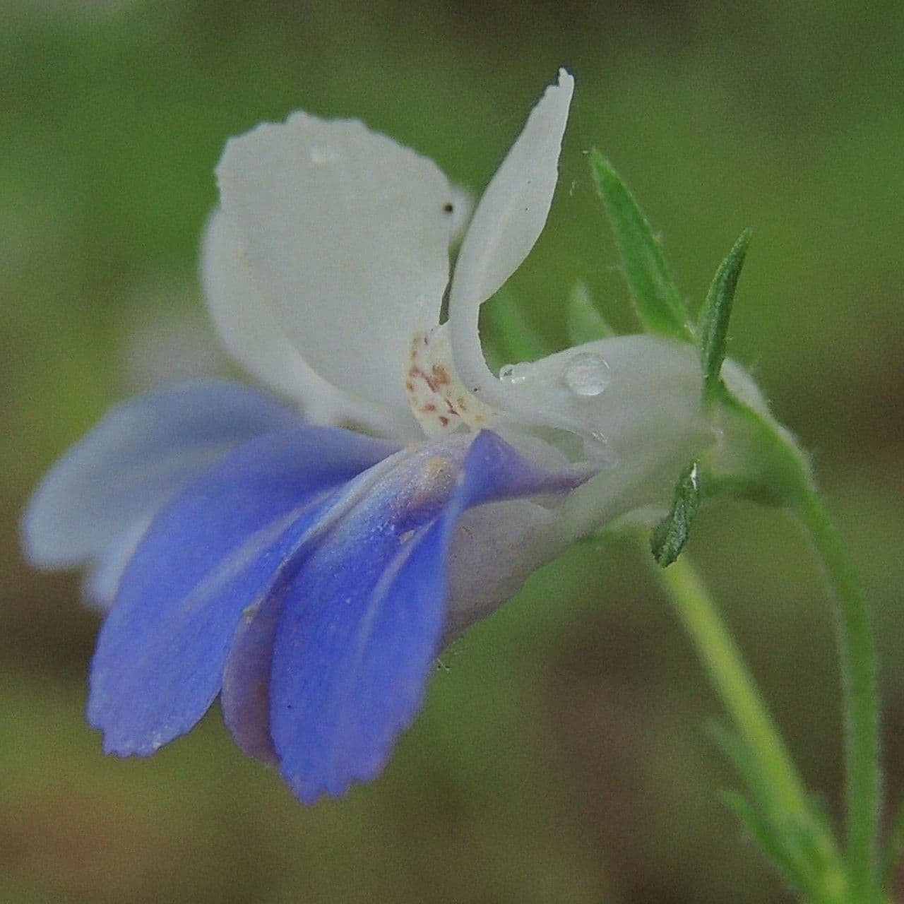 Collinsia primaverile 2