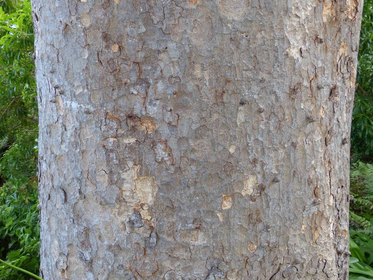 Mahagoni 9