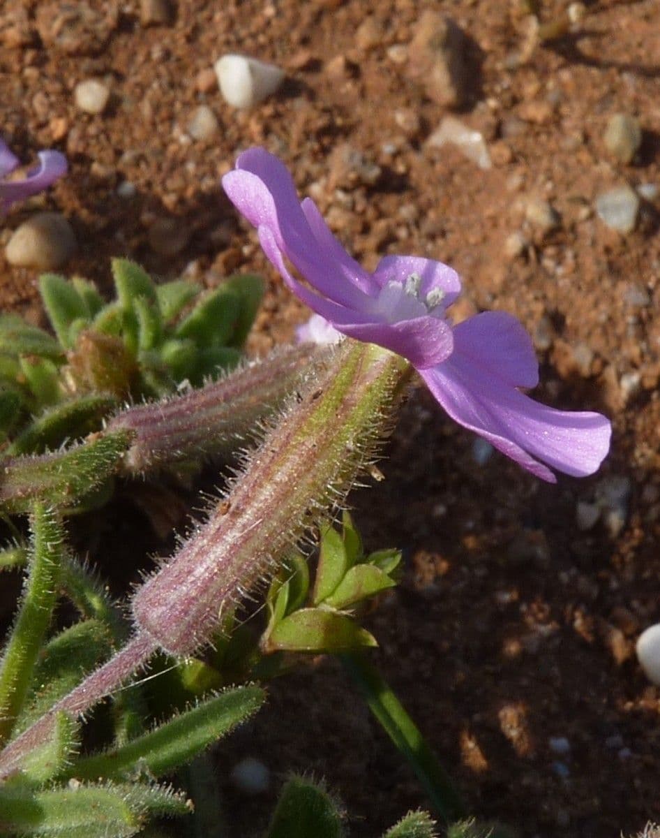 Silene littorea 2