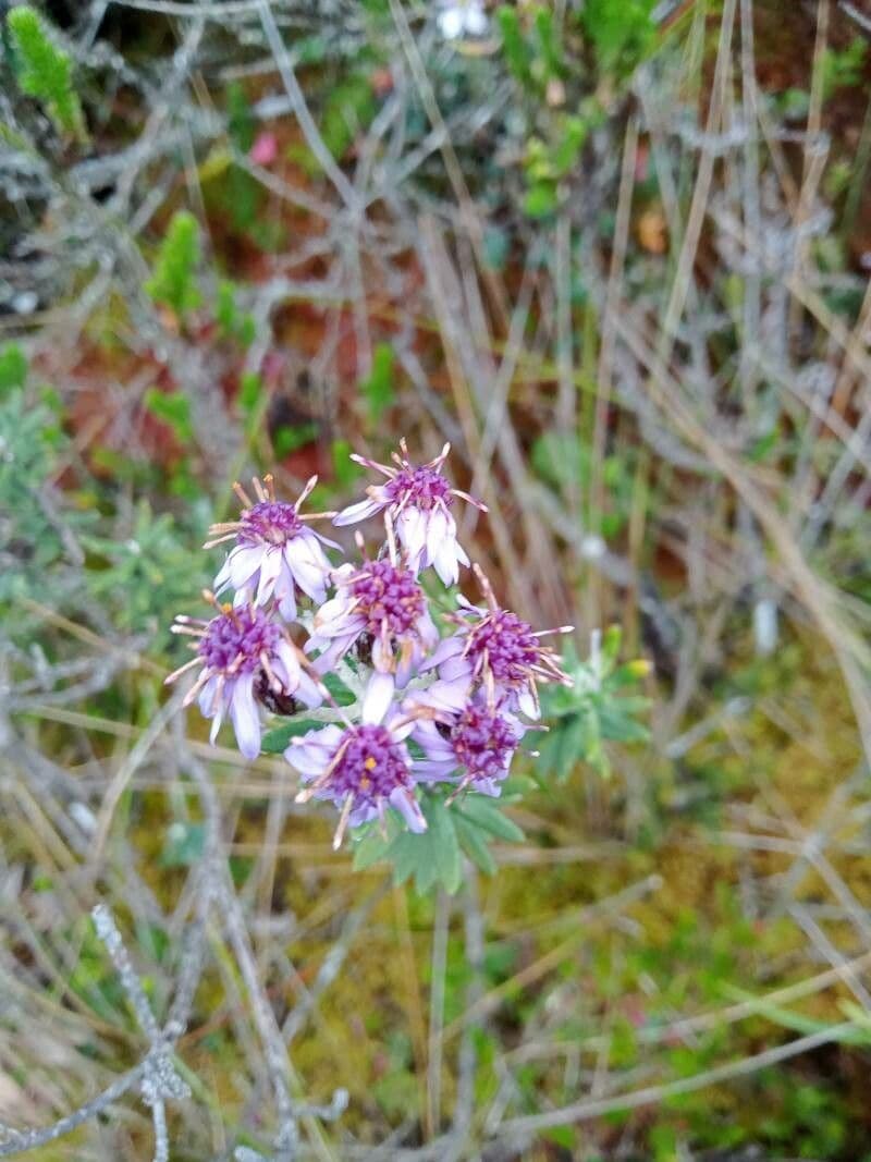 Linochilus phylicoides 2