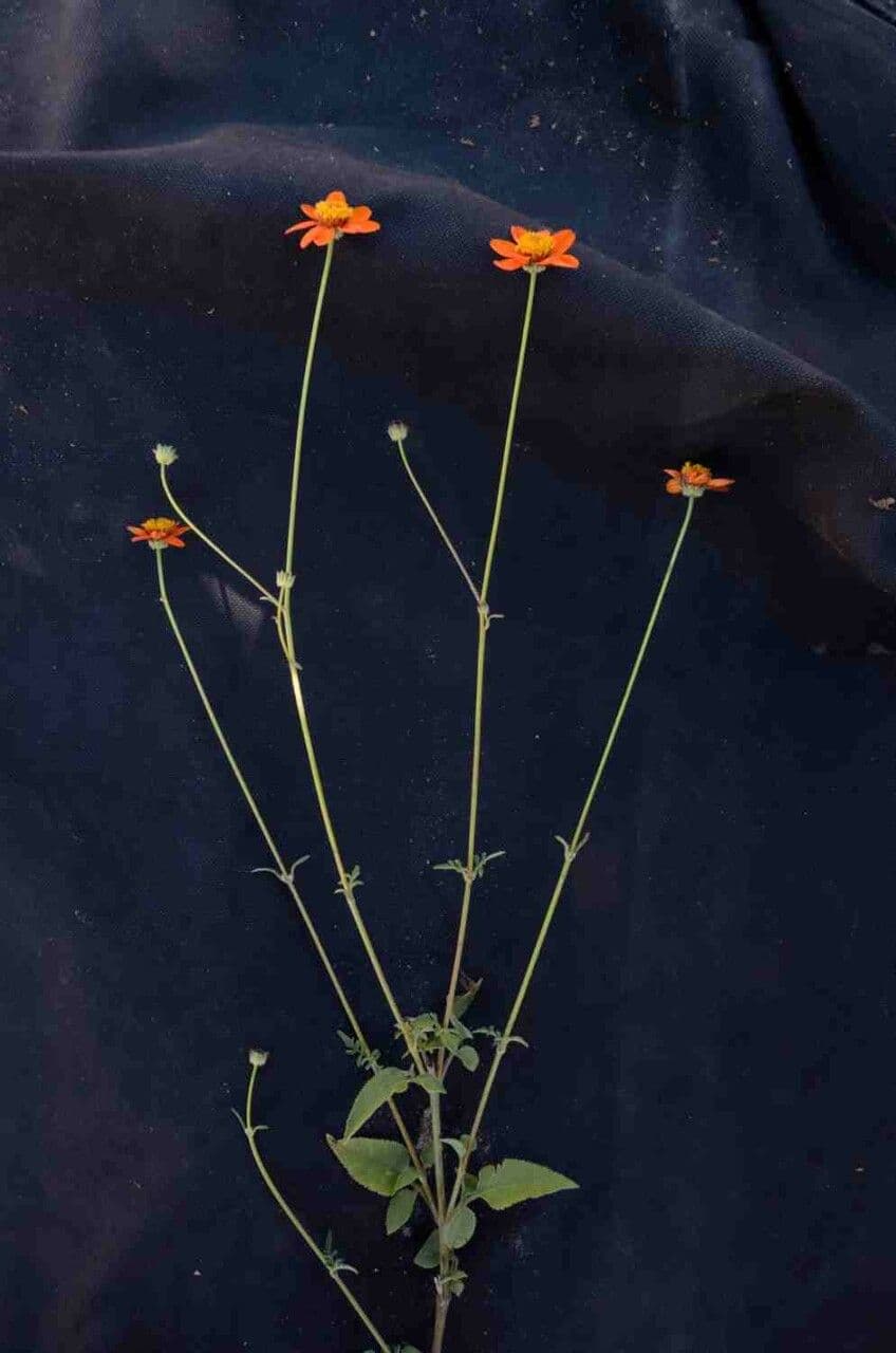 Bidens 4