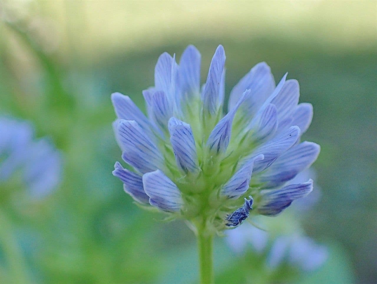 Fieno greco blu 8