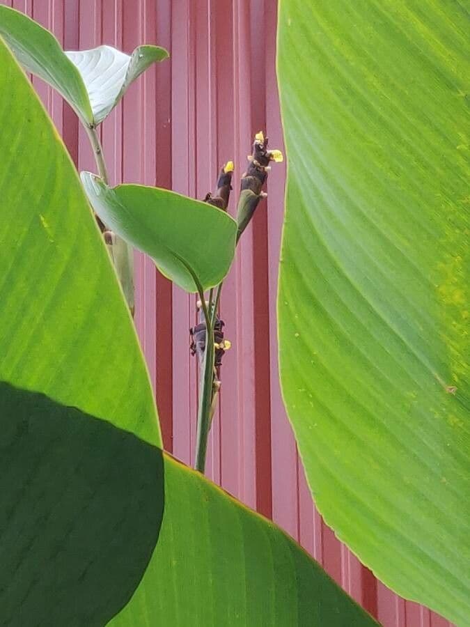 Pampano 22