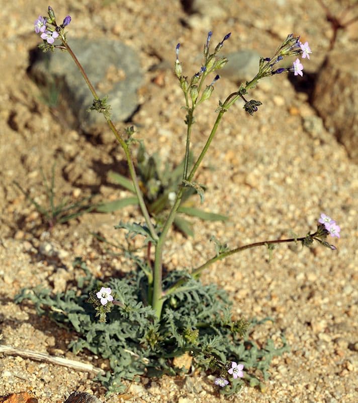 Gilia 10