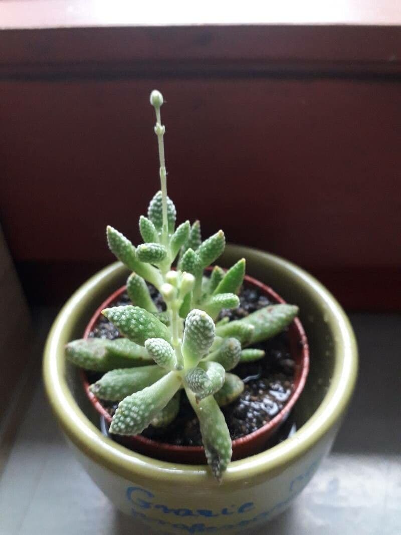 Crassula 3