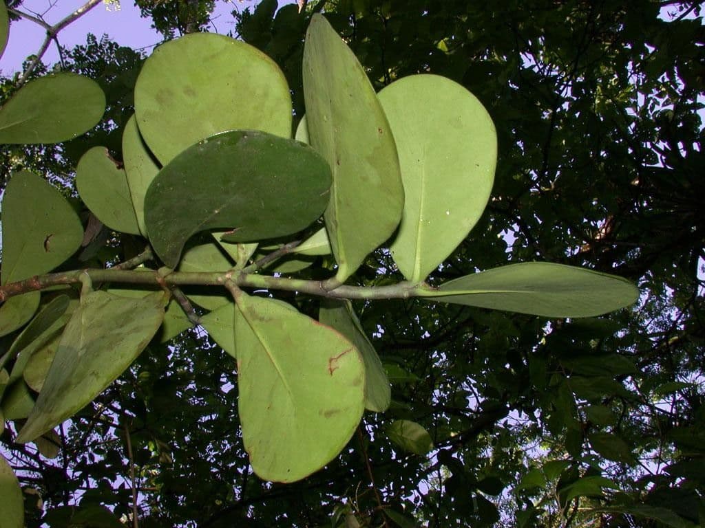 Clusia gialla 13