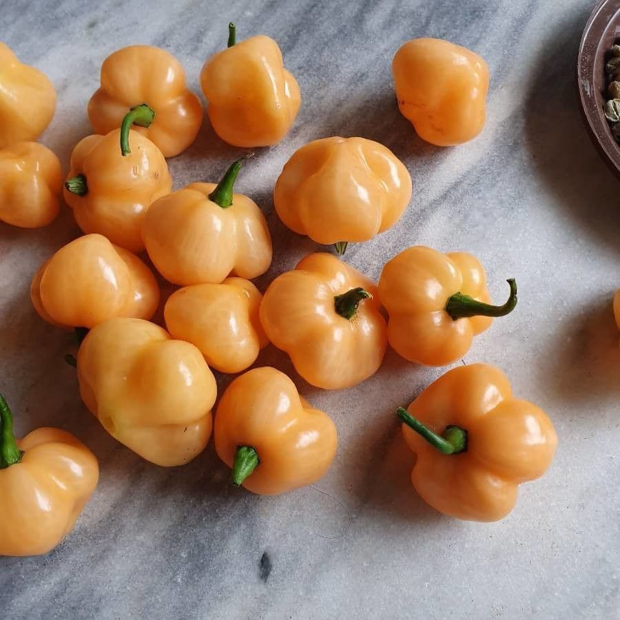 Peperoncino cinese 5
