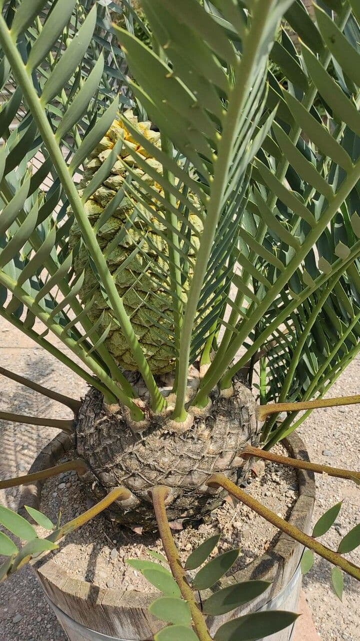 Cycad 8