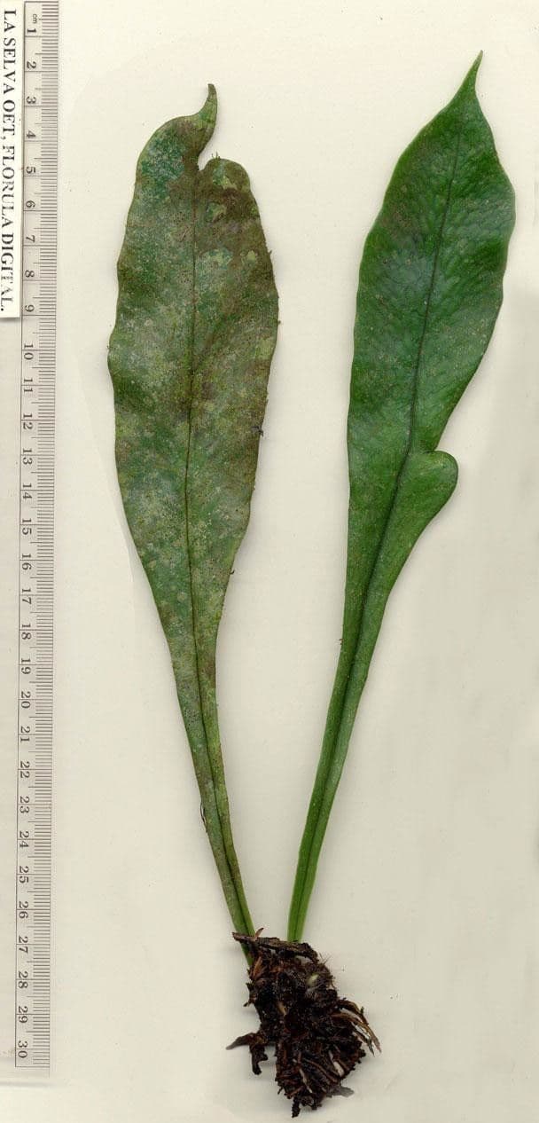 Polytaenium