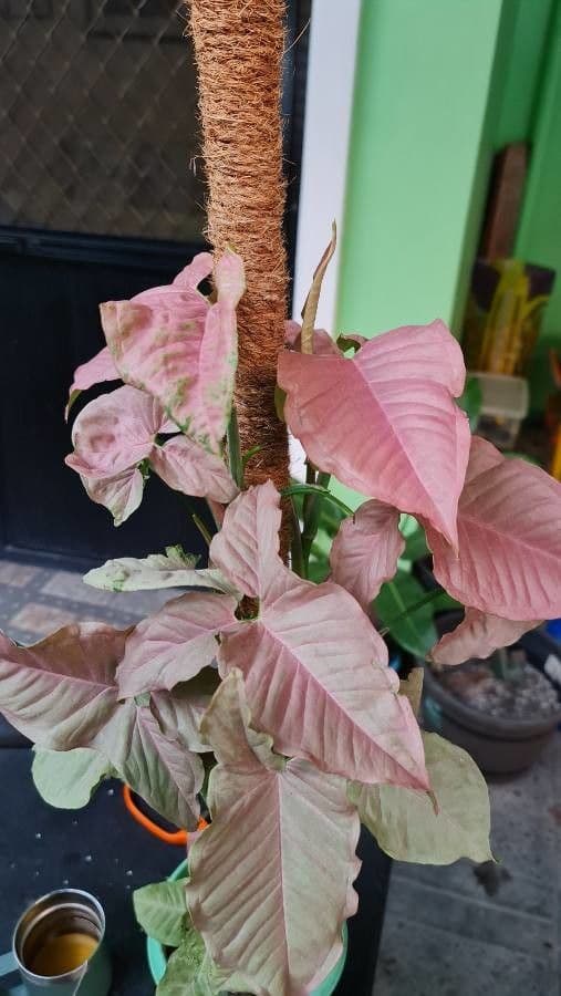 Syngonium 12