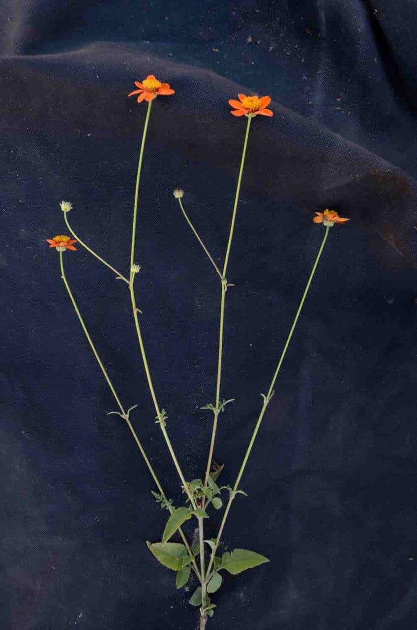 Bidens 2