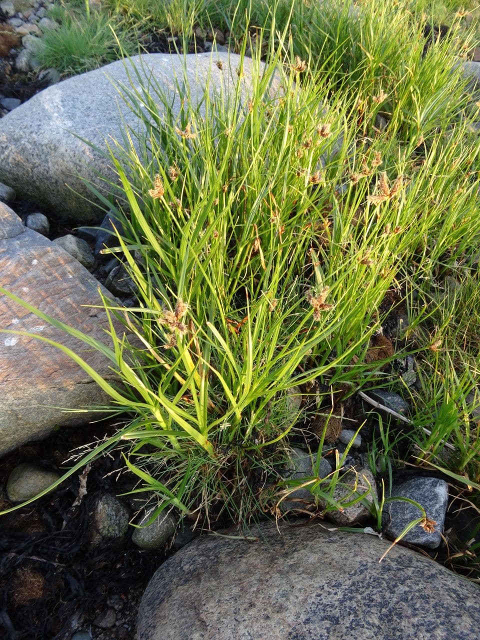 Ostřice subspathacea 2
