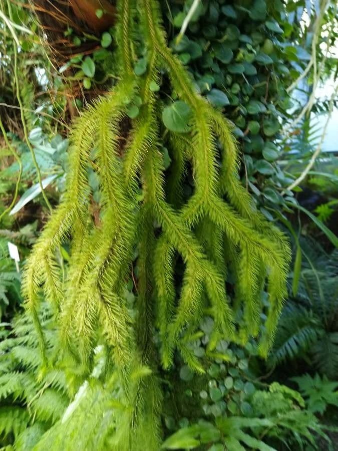 Huperzia squarrosa 6