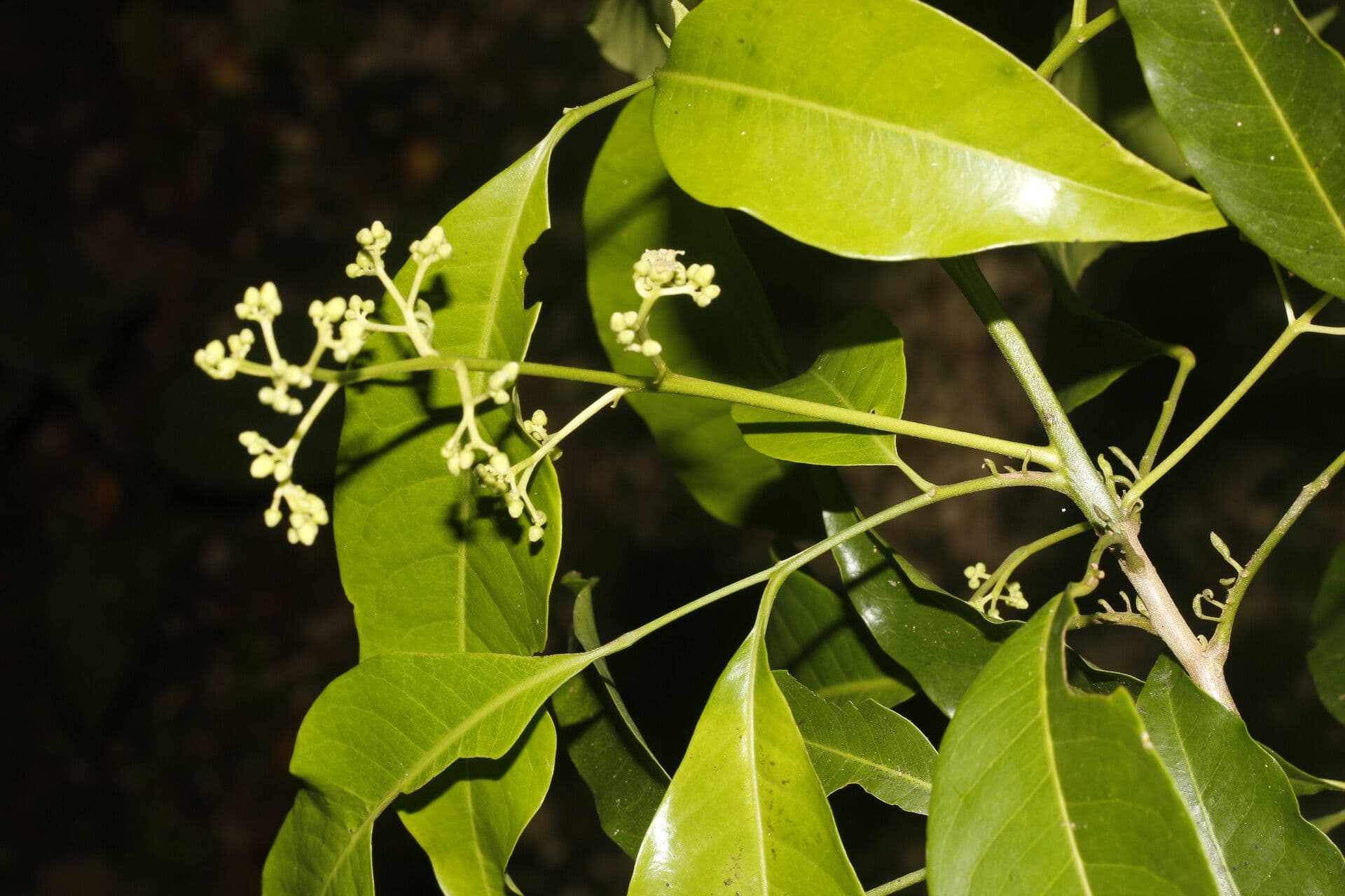 Trichilia 4