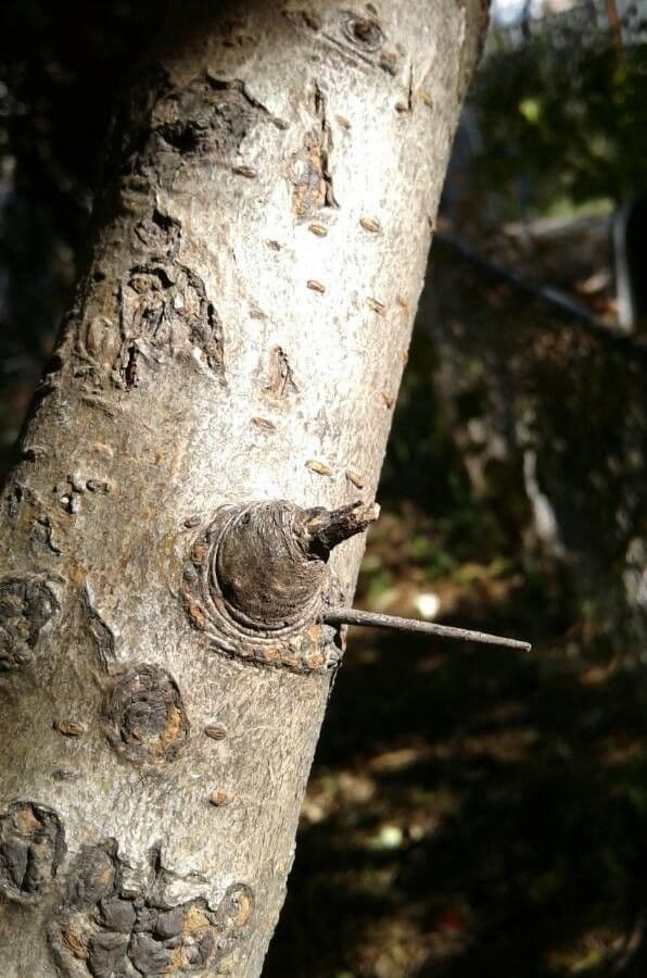 Hagedorn 25