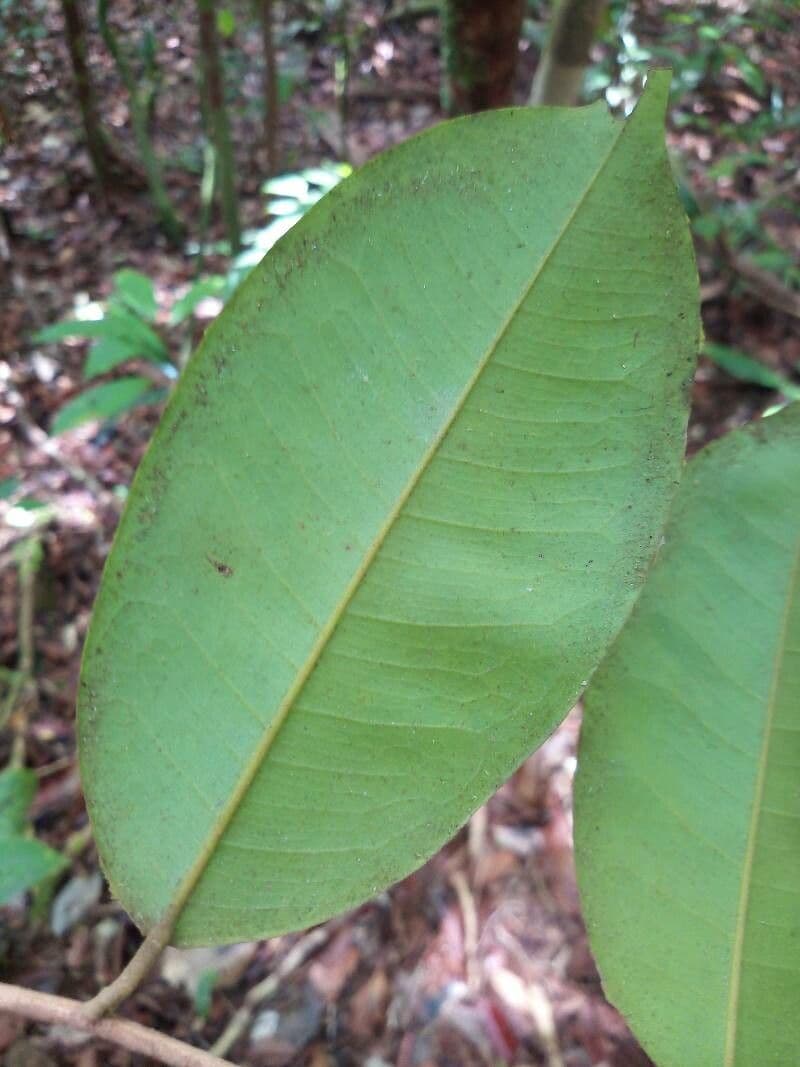 Cotylelobium 4