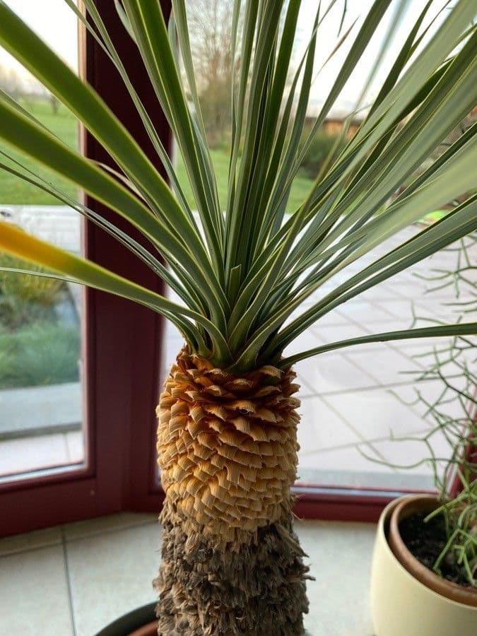 Yucca rostrata 19