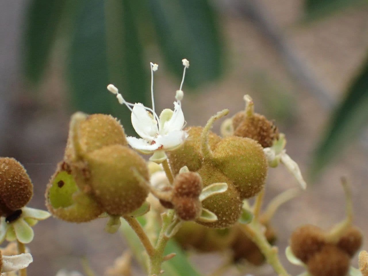 Cossinia pinnata 7