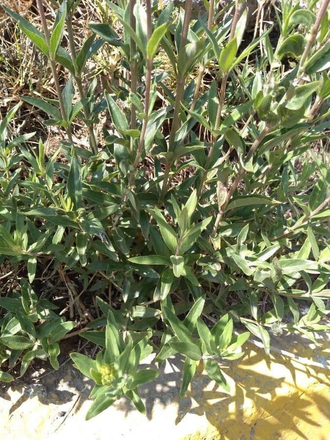 Bouvardia ternifolia 15