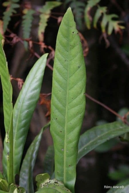 Atractocarpus 12
