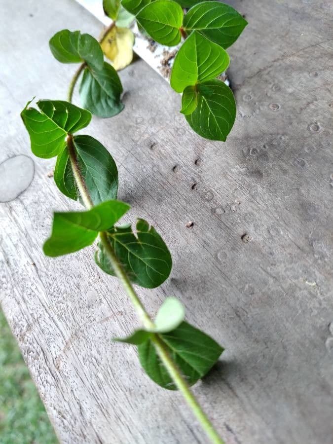 Akanthius diplopteroidny 11