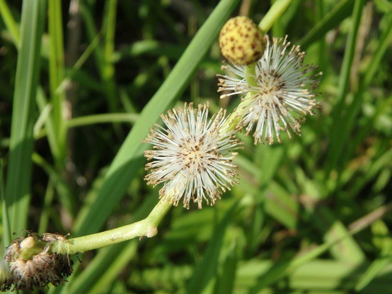 Sparganio 8