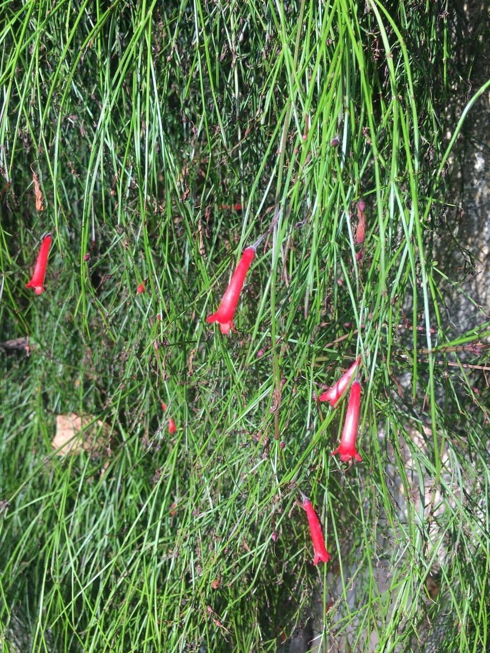 Schneeranke 6