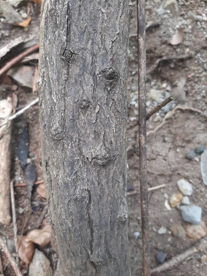 Bontia 21
